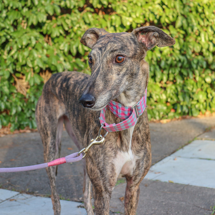 greyhound collars