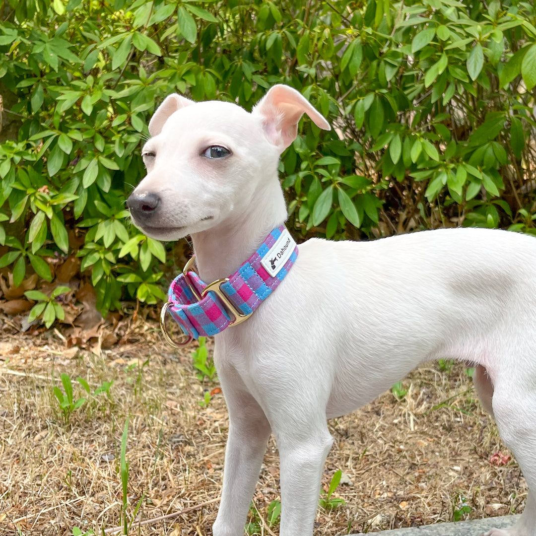 Italian Greyhound collar
