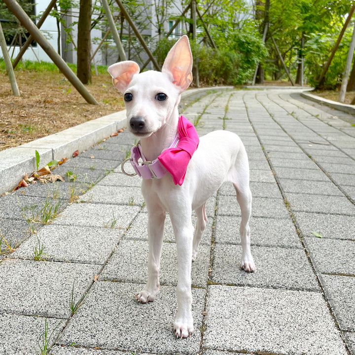 Italian greyhound collar