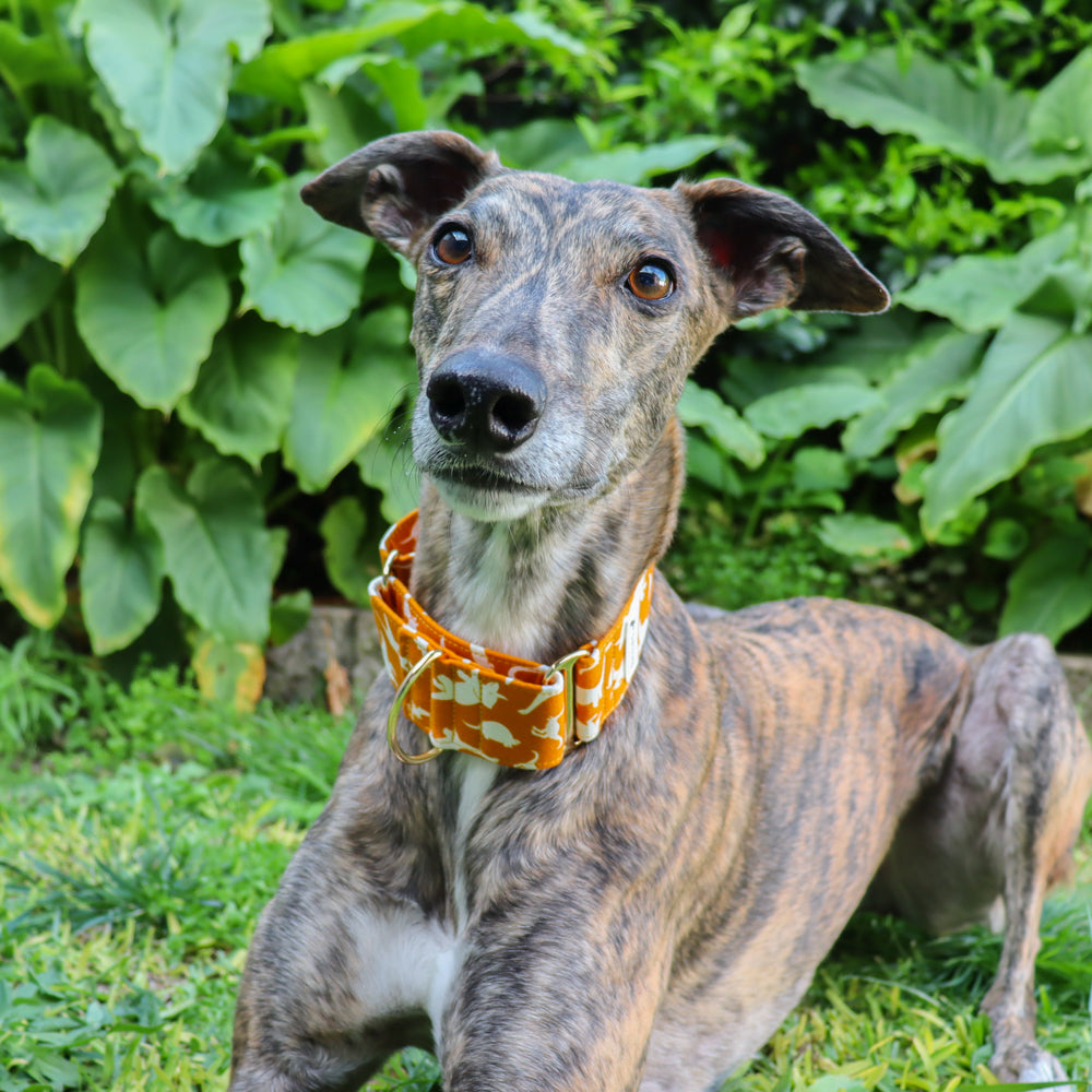 Wide Martingale Collar | Dino (Soft Cotton)