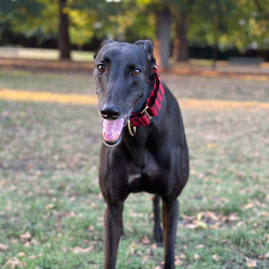 Wide Martingale Collar | Red & Black Gingham (Soft Cotton)