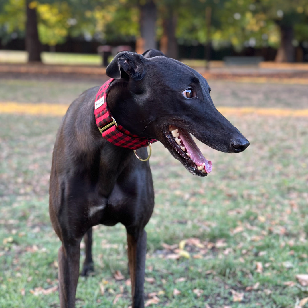 Wide Martingale Collar | Red & Black Gingham (Soft Cotton)