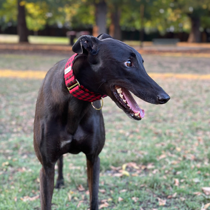 Wide Martingale Collar | Red & Black Gingham (Soft Cotton)