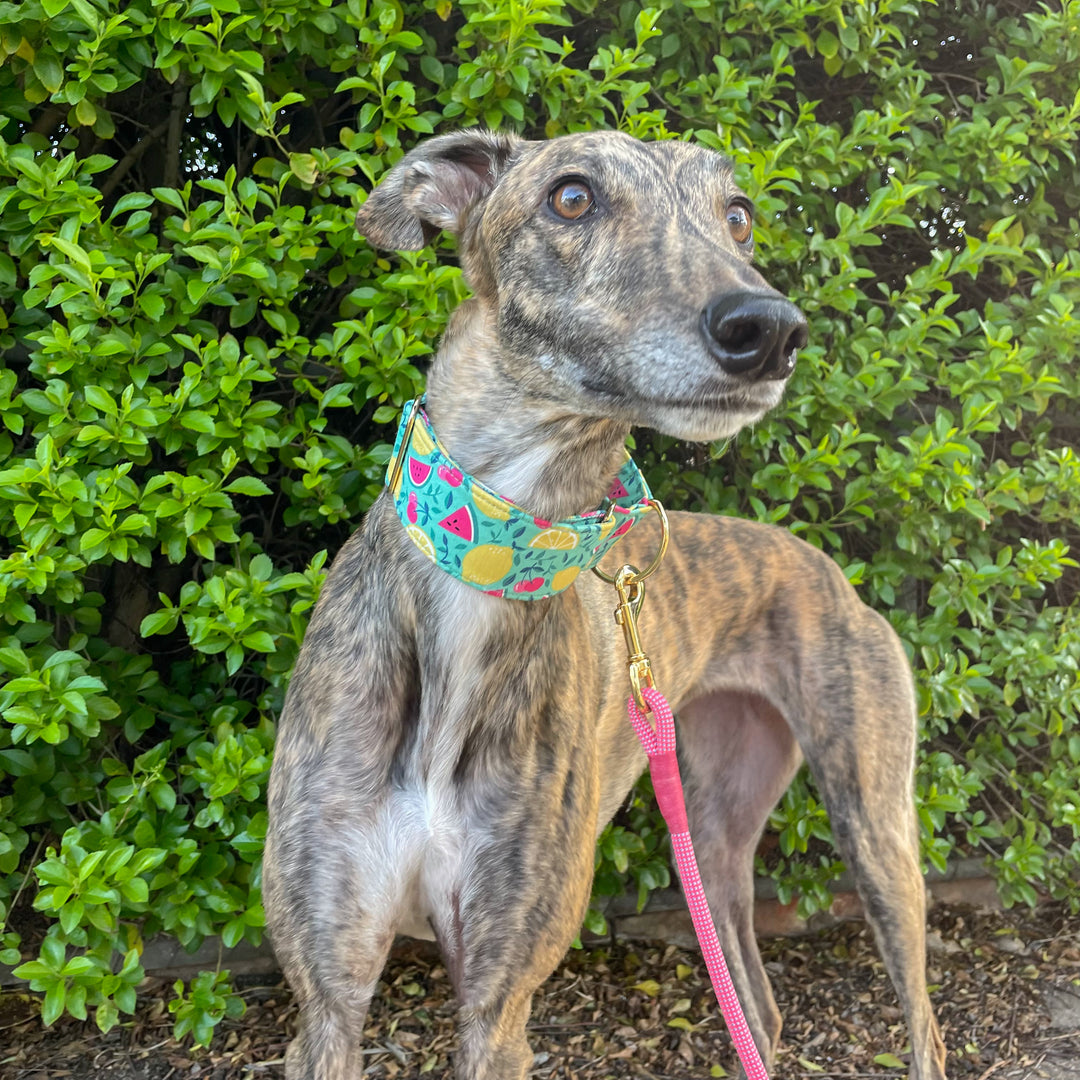 martingale collar greyhound