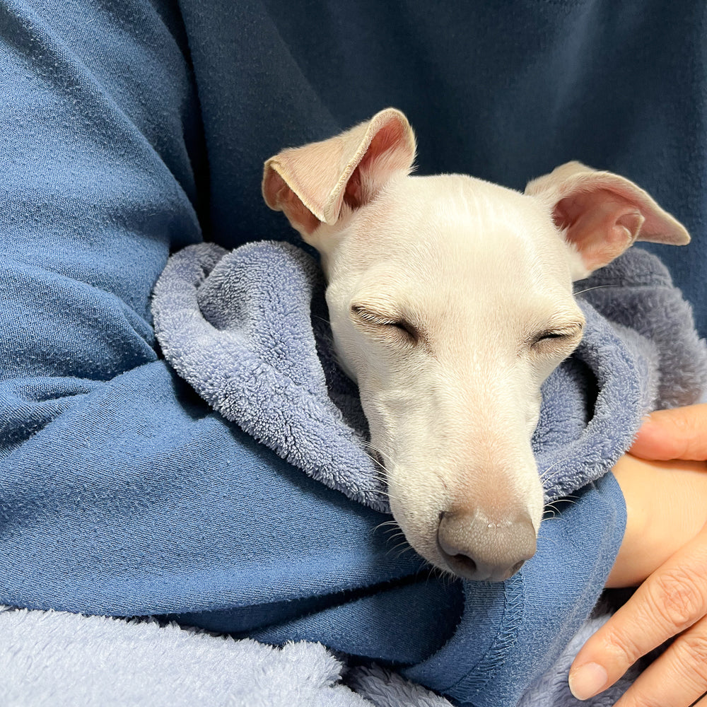 Do greyhounds cuddle?