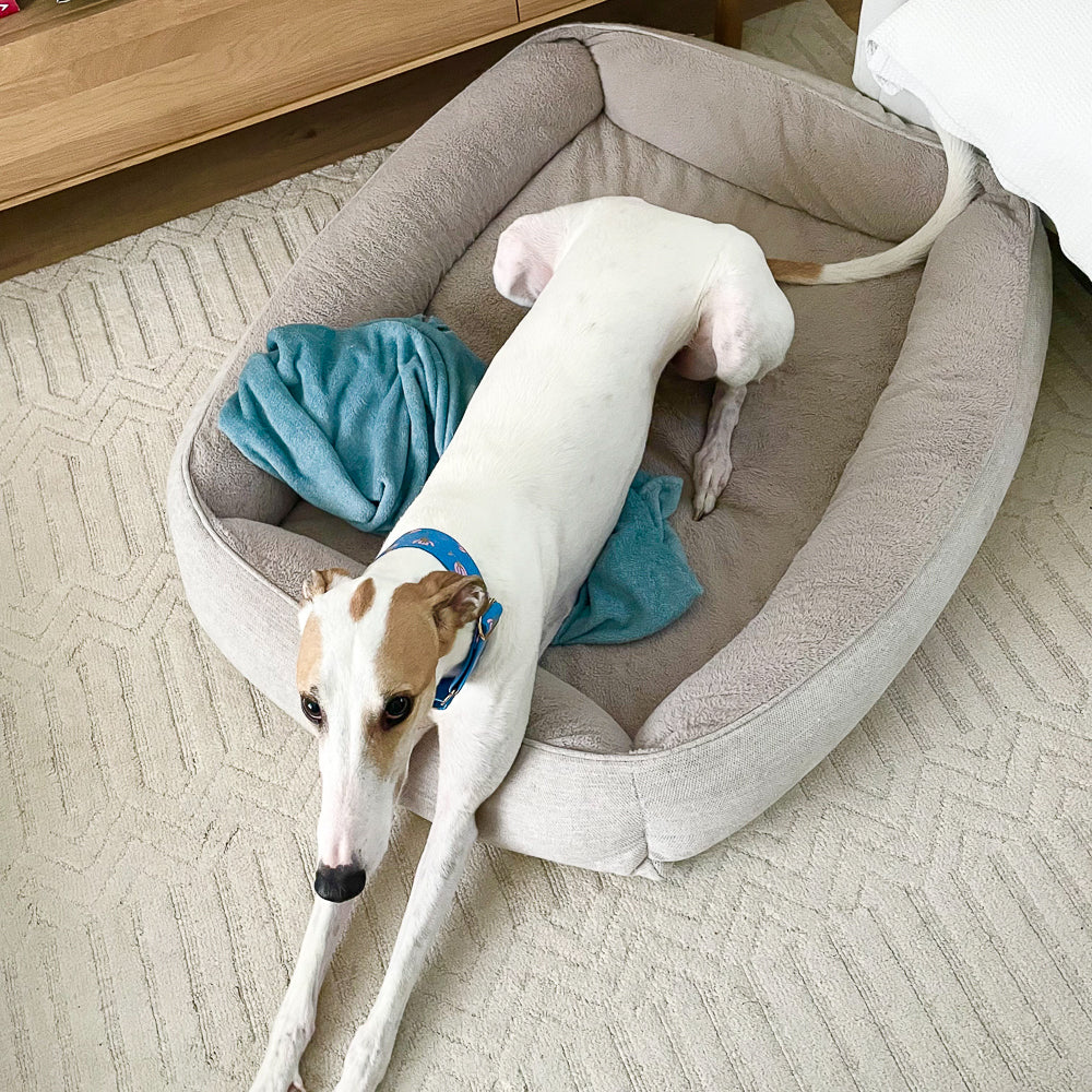 3 things you must have before your new greyhound arrives
