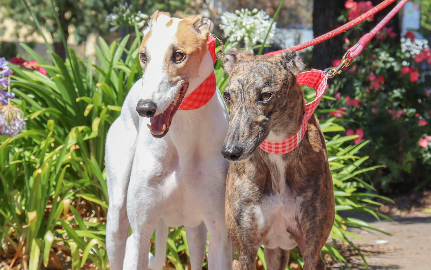 What is it really like to have a greyhound as a pet?