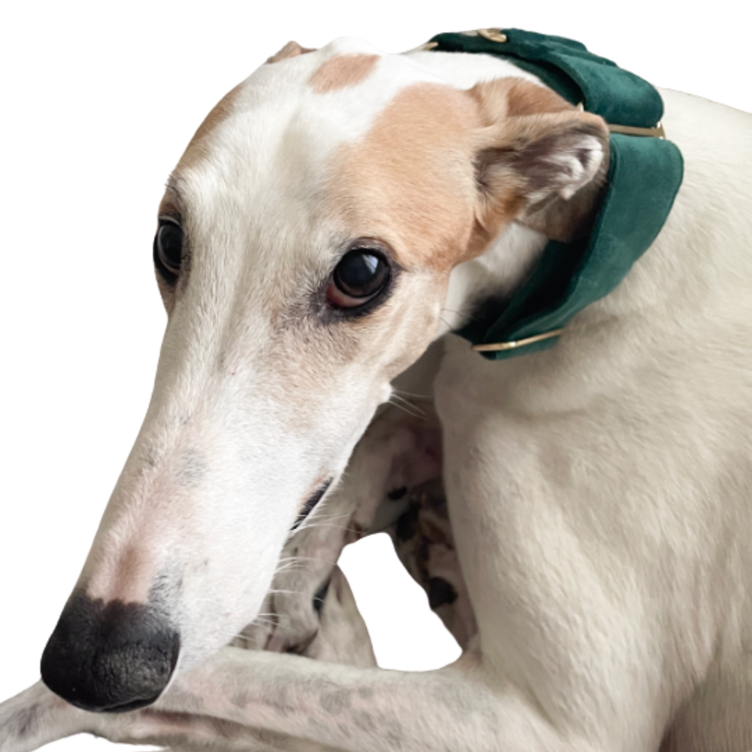 VELVET MARTINGALE COLLARS