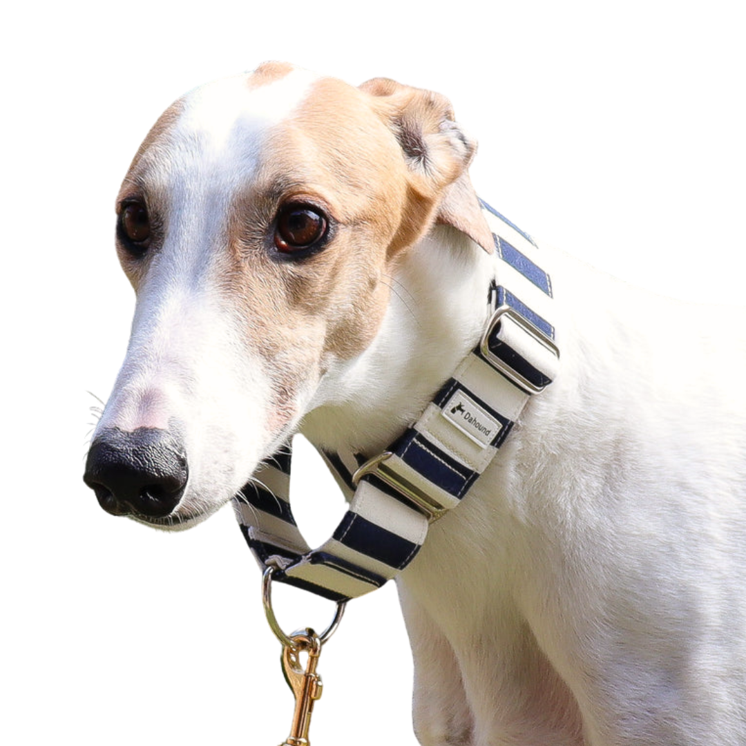 Martingale collar harness online