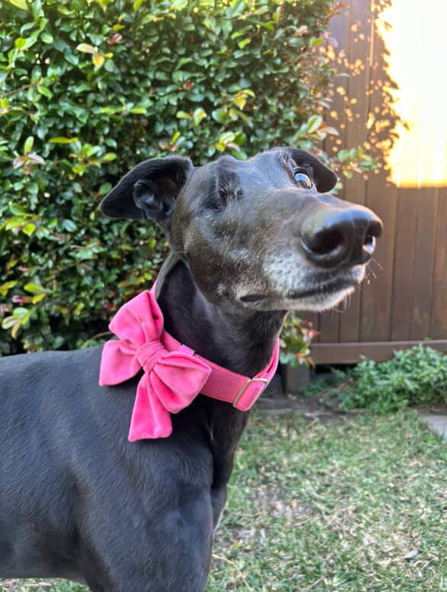 Oversized Sailor Dog Bow | Coral Pink (Plush Velvet)