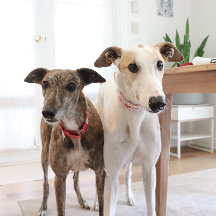 White Christmas Sweater Greyhound Collars