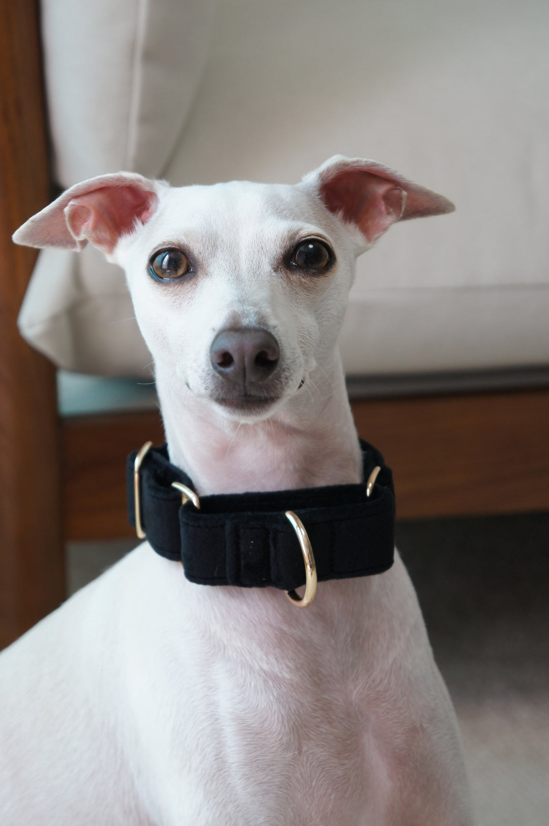Martingale Collar & Rope Lead Set | Black (Plush Velvet)