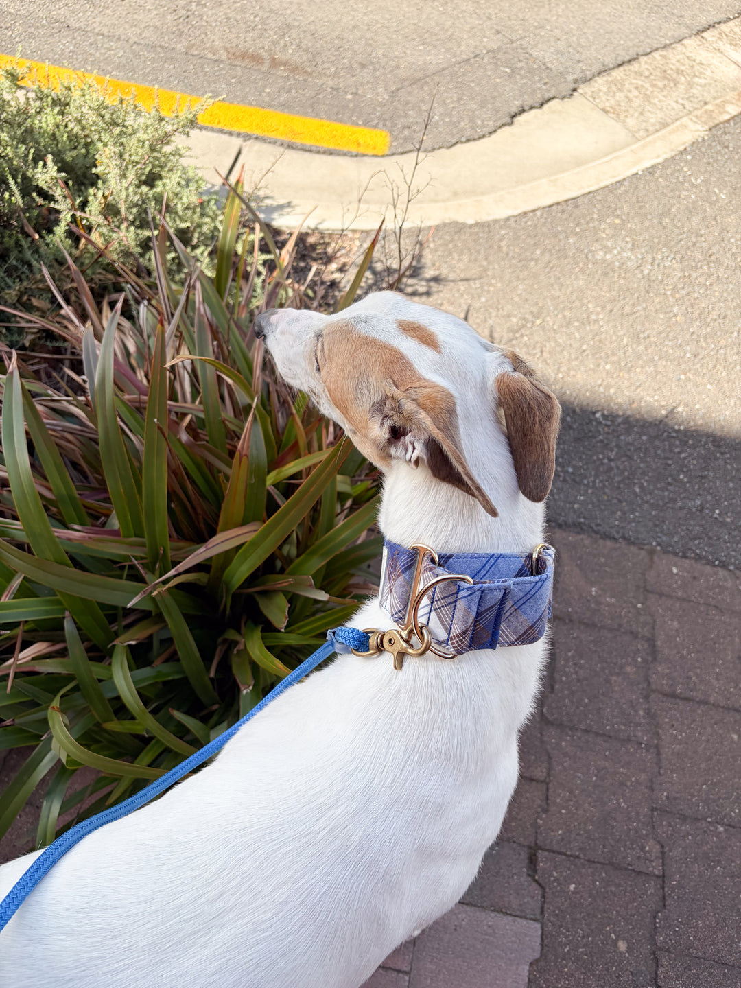 Wide Martingale Collar | Blueberry Cold Brew Plaid (Soft Cotton)