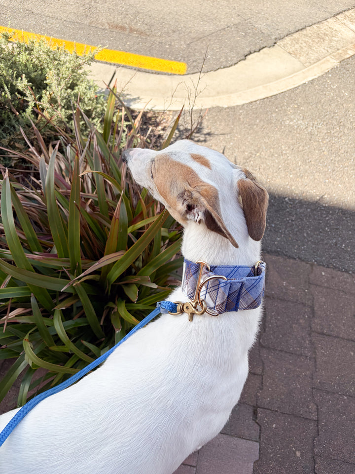 Wide Martingale Collar | Blueberry Cold Brew Plaid (Soft Cotton)