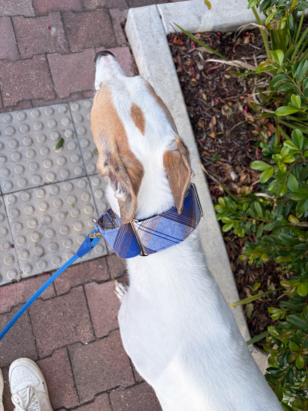 Wide Martingale Collar | Blueberry Cold Brew Plaid (Soft Cotton)
