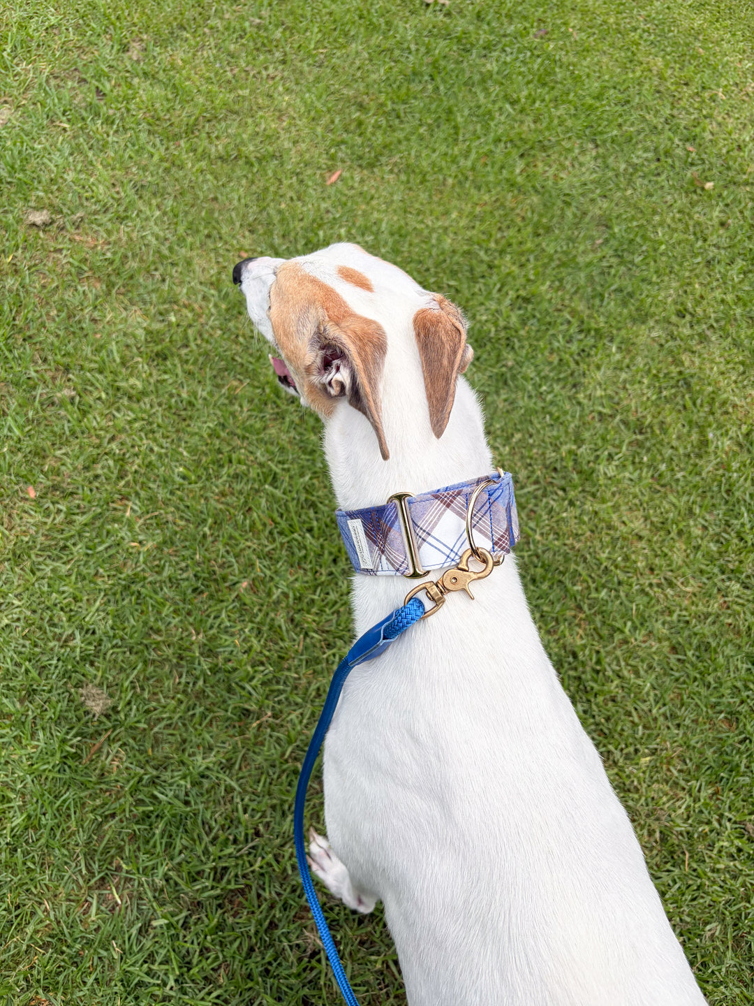 Wide Martingale Collar | Blueberry Cold Brew Plaid (Soft Cotton)