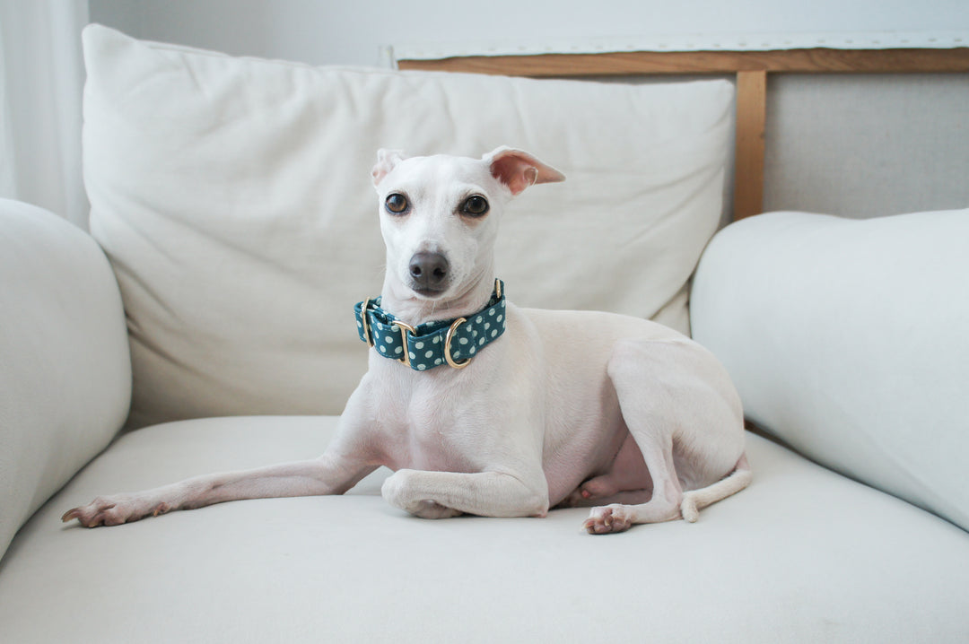 Wide Martingale Collar | Blueberry Polka Dot (Soft Cotton)