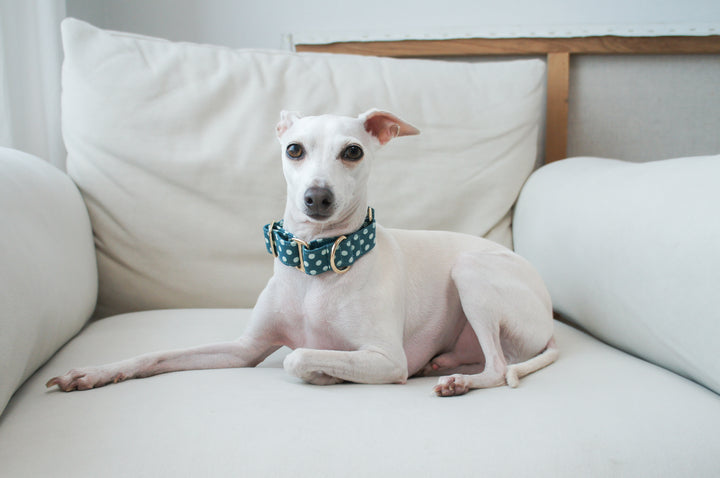 Wide Martingale Collar | Blueberry Polka Dot (Soft Cotton)