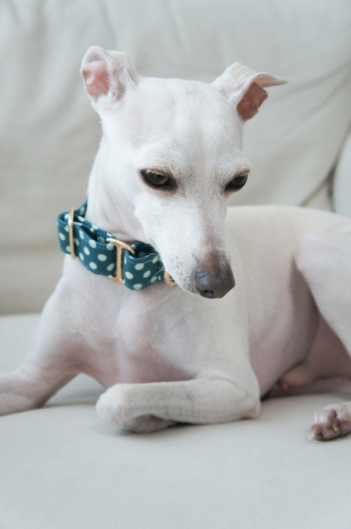 Wide Martingale Collar | Blueberry Polka Dot (Soft Cotton)
