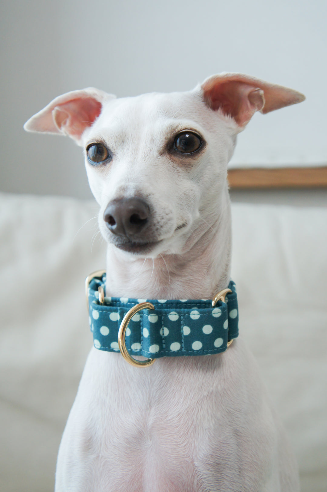 Wide Martingale Collar | Blueberry Polka Dot (Soft Cotton)