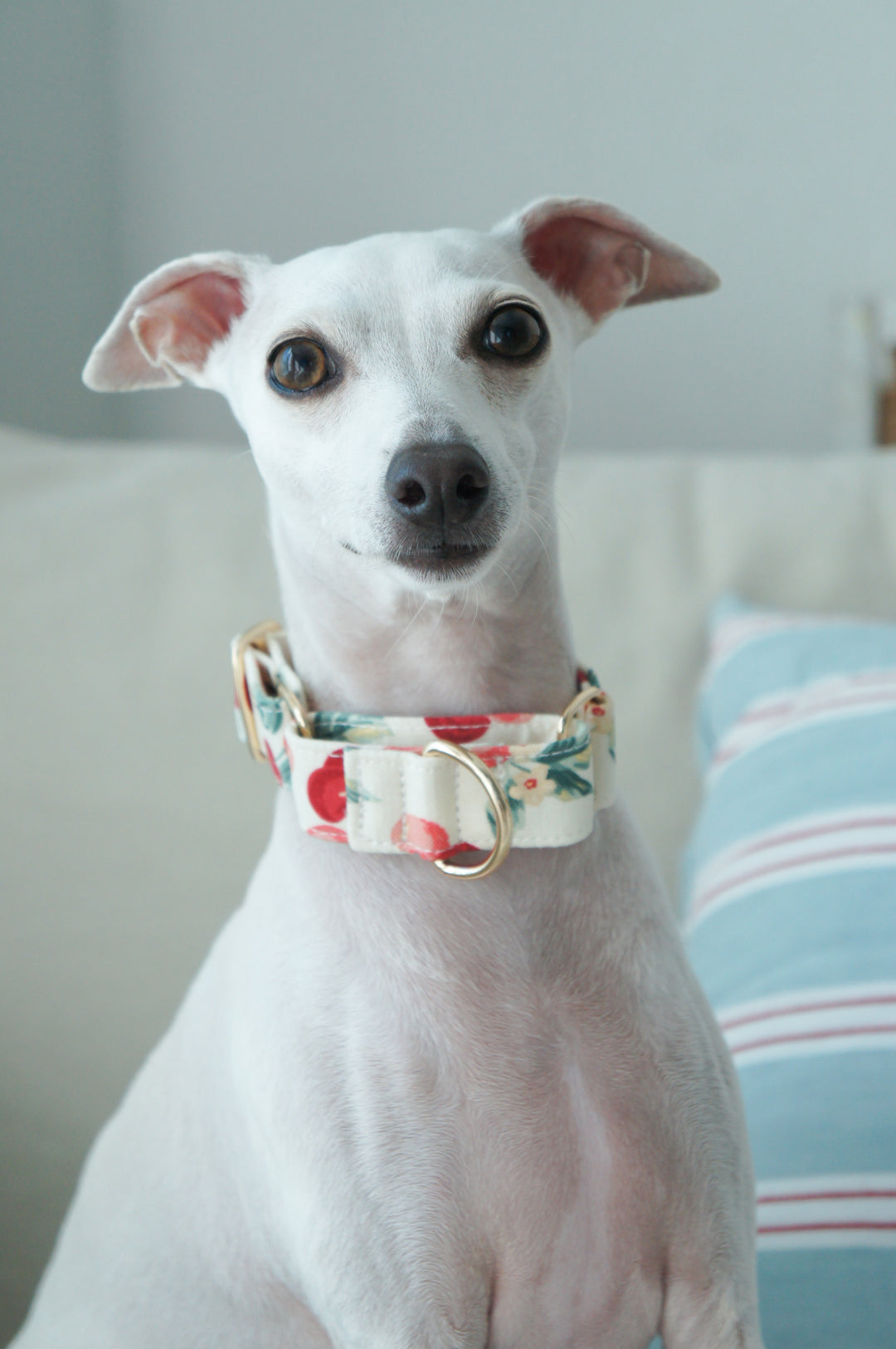 Wide Martingale Collar | Cherry (Sturdy Oxford Cotton)