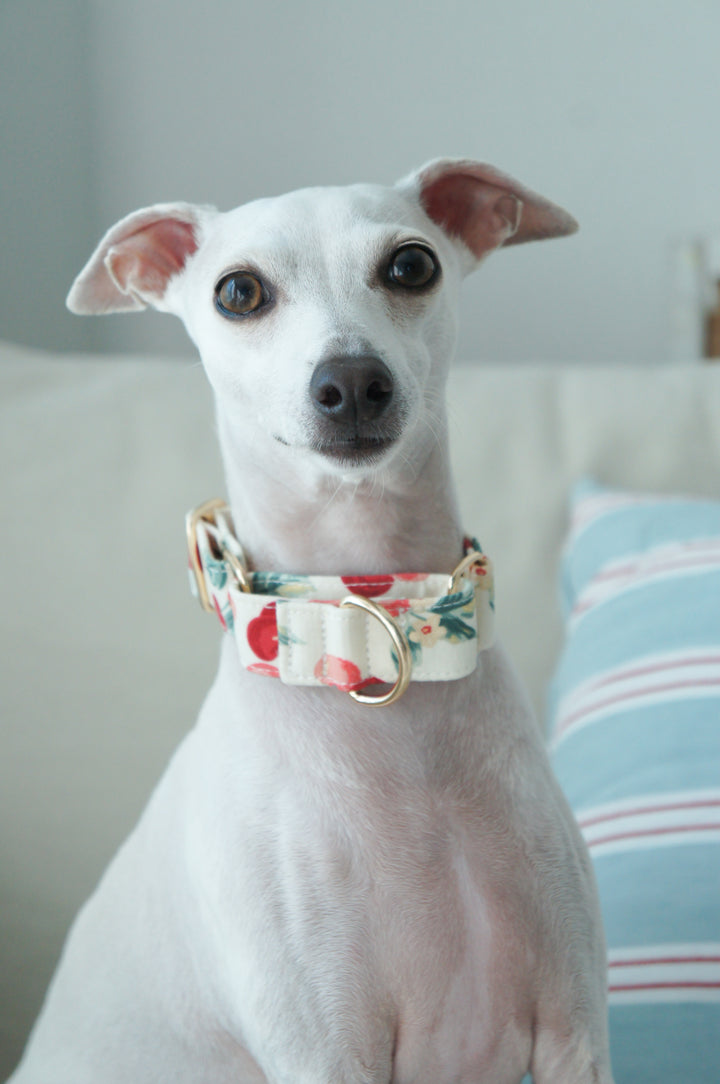 Wide Martingale Collar | Cherry (Sturdy Oxford Cotton)