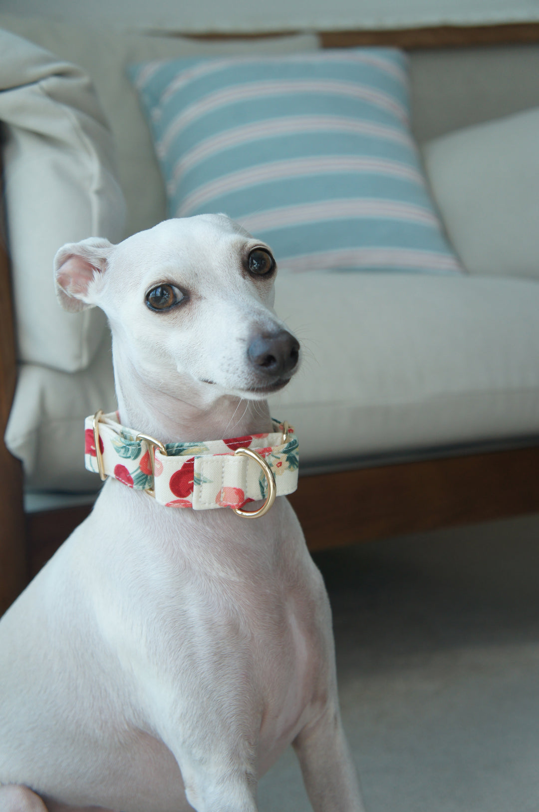 Wide Martingale Collar | Cherry (Sturdy Oxford Cotton)