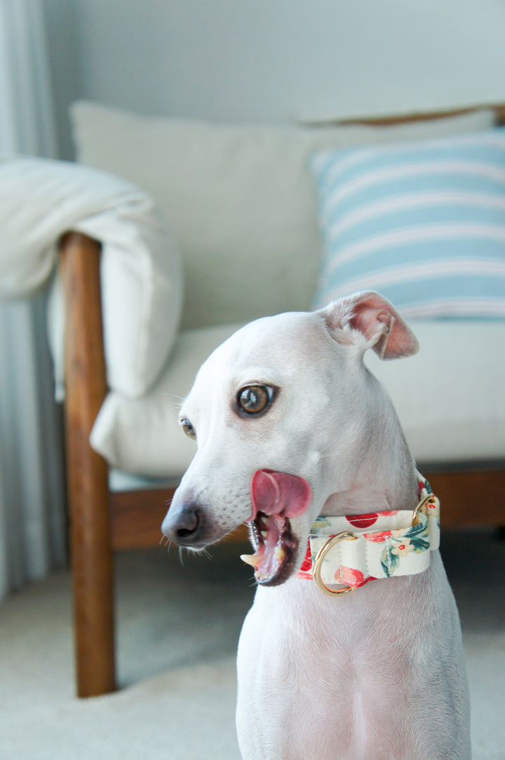 Wide Martingale Collar | Cherry (Sturdy Oxford Cotton)
