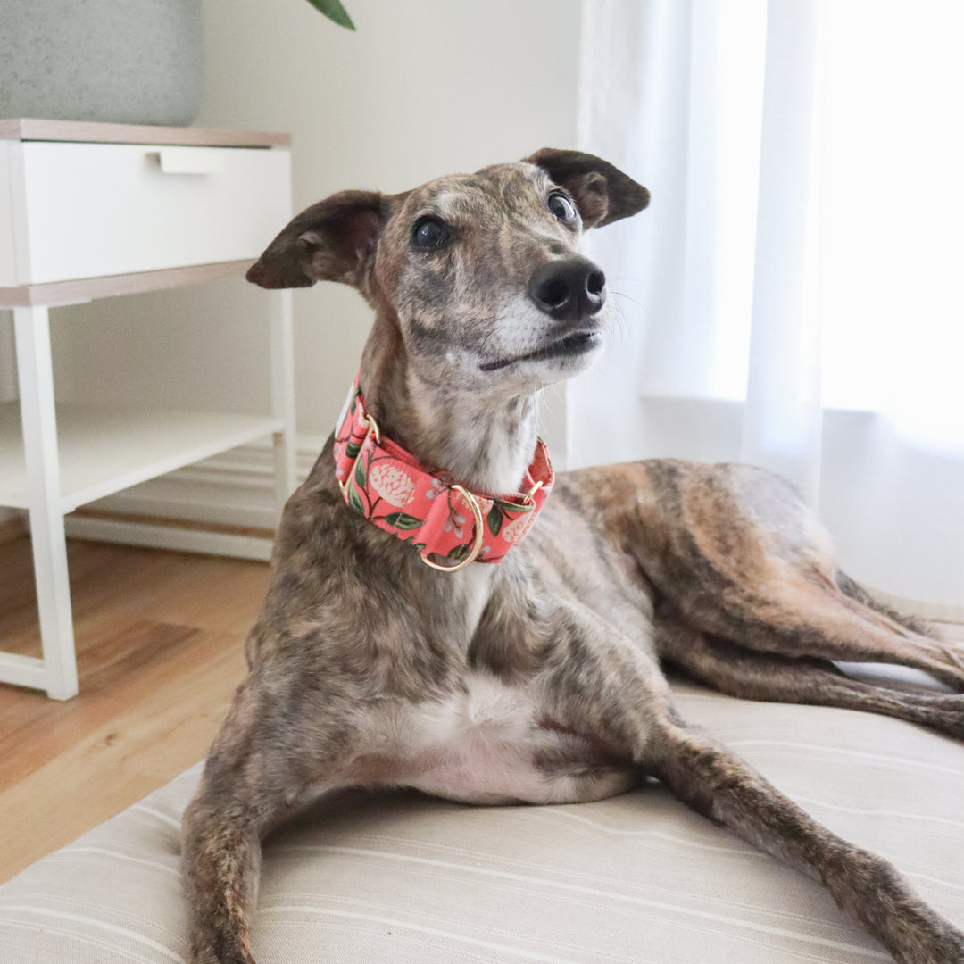 Wide Fabric Martingale Dog Collar | Coral Peonies