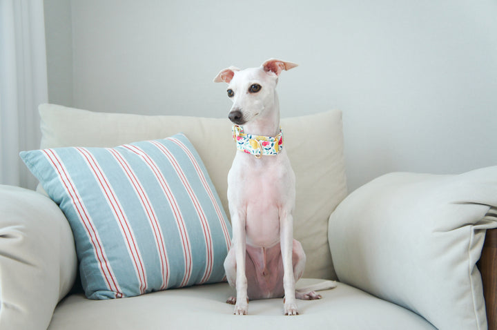 Dahound Creamy Fruit Salad Martingale Collar Sighthound Martingale Collar