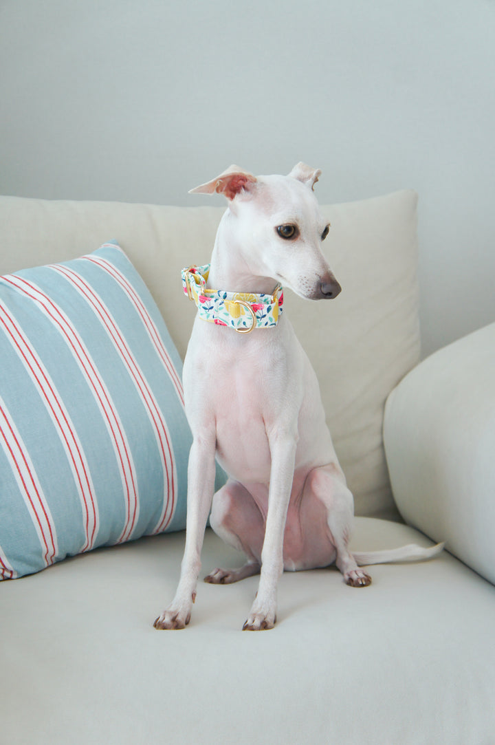 Dahound Creamy Fruit Salad Martingale Collar Whippet Lifestyle Photo