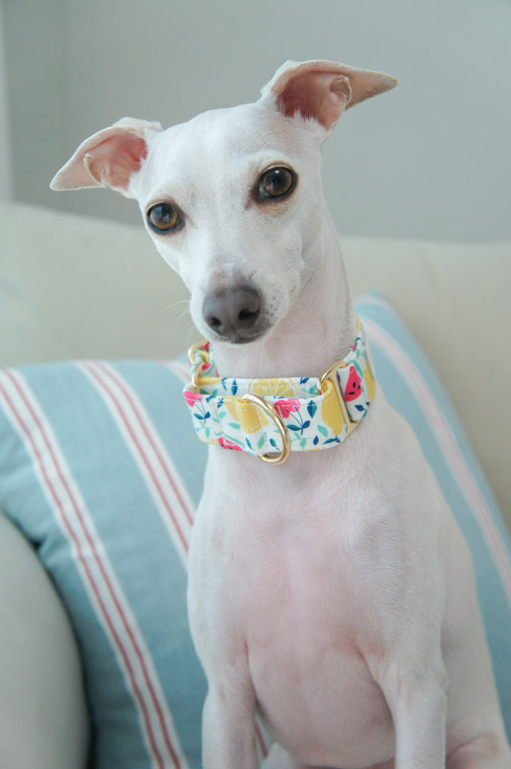 Dahound Creamy Fruit Salad Martingale Collar Italian Greyhound Lifestyle Photo