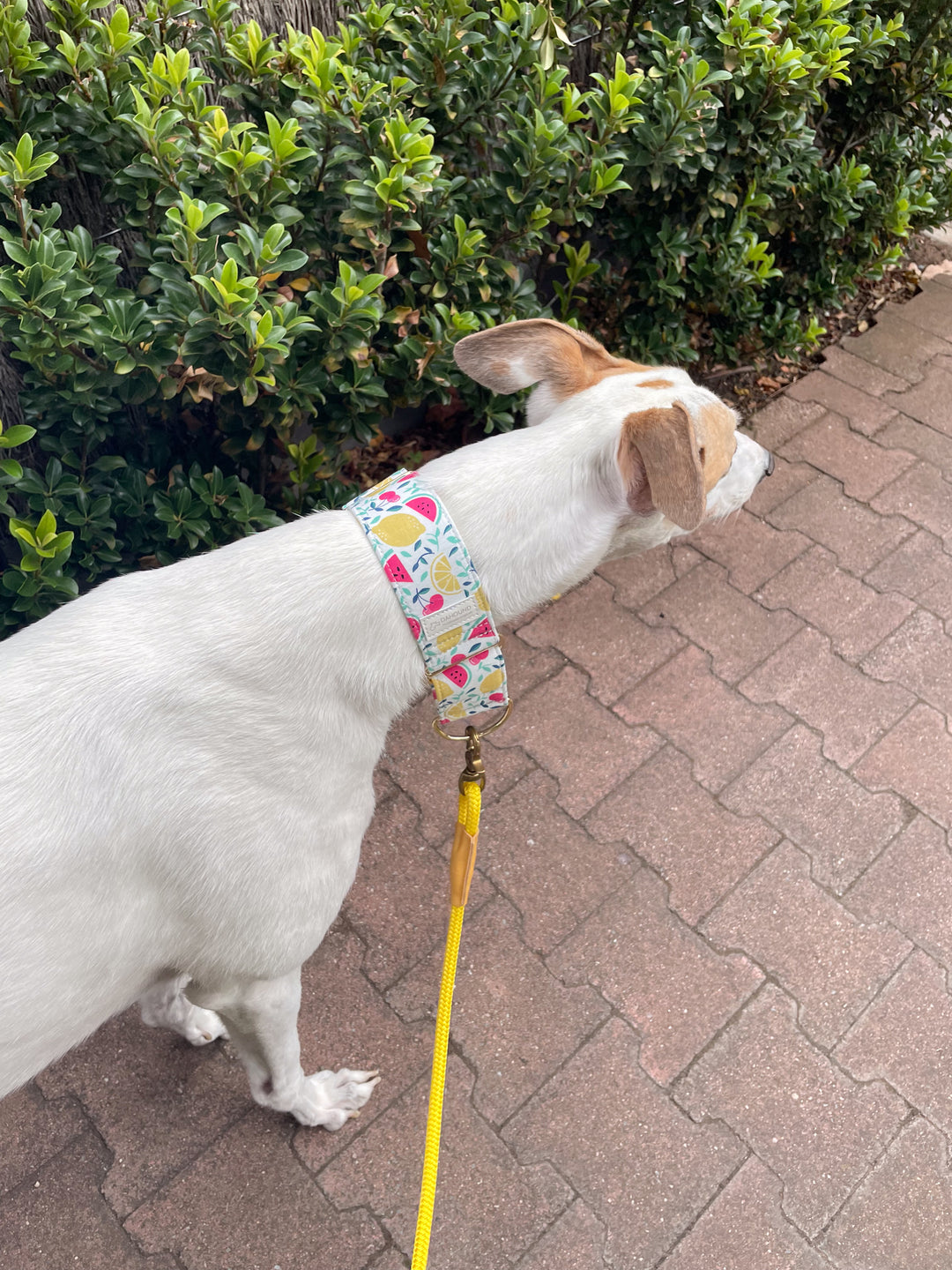 Dahound Creamy Fruit Salad Greyhound Collar Lifestyle Photo