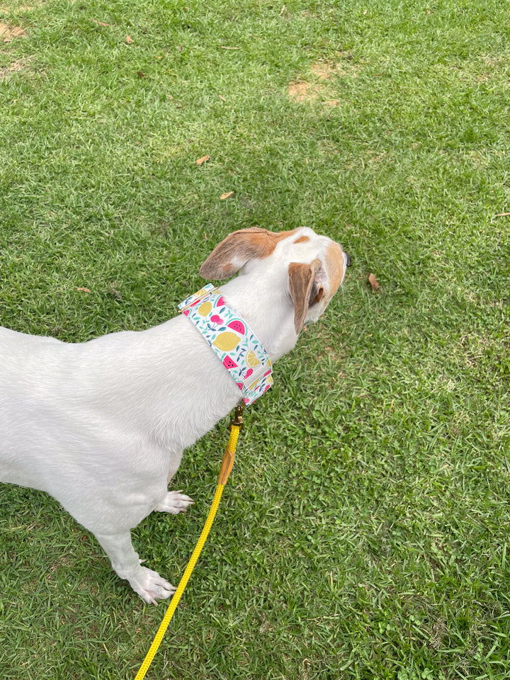 Dahound Creamy Fruit Salad Greyhound Collar Lifestyle Photo