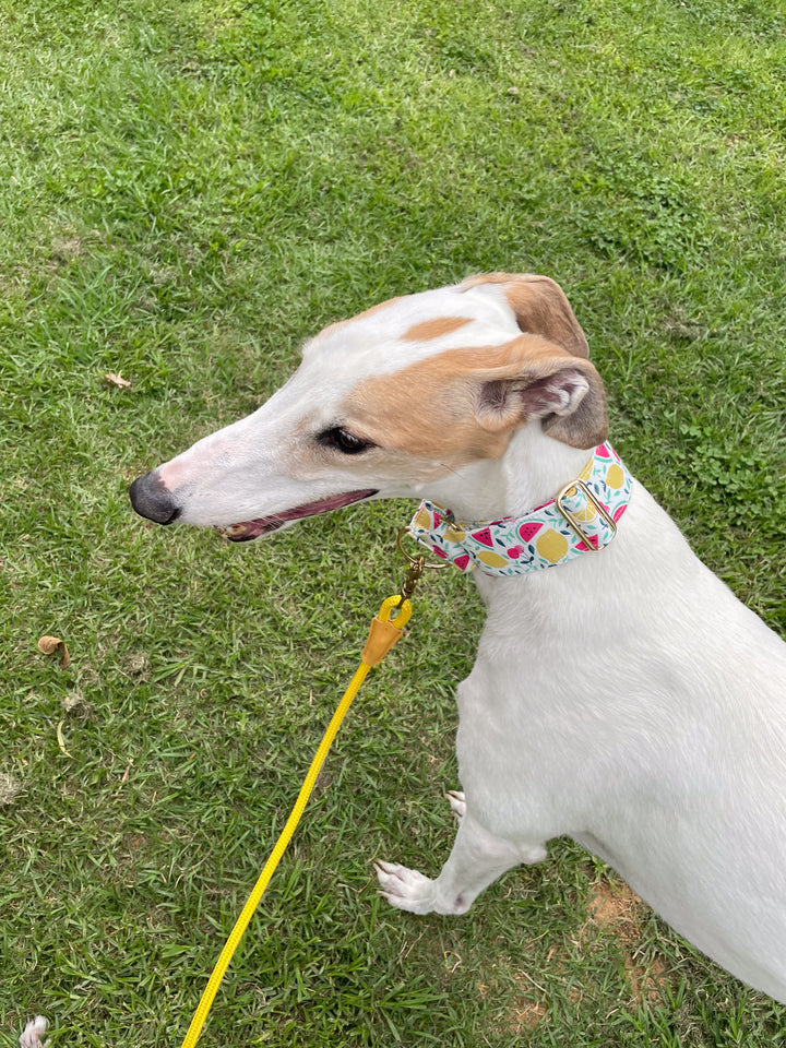 Dahound Creamy Fruit Salad Greyhound Collar Lifestyle Photo