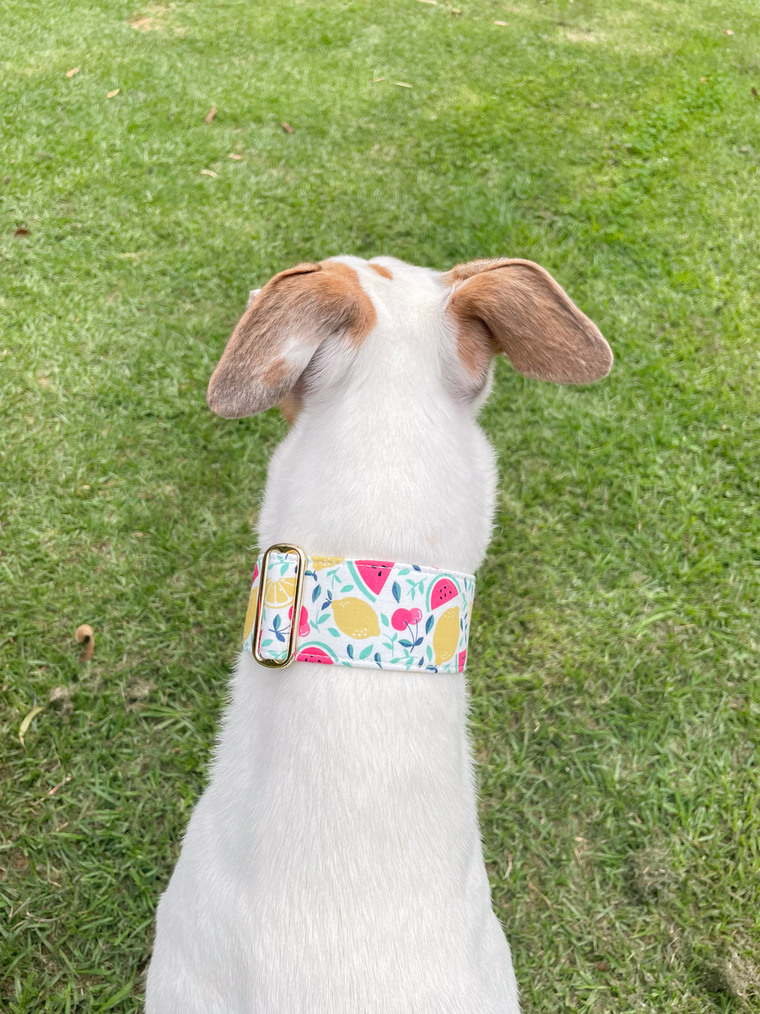 Dahound Creamy Fruit Salad Greyhound Collar Lifestyle Photo