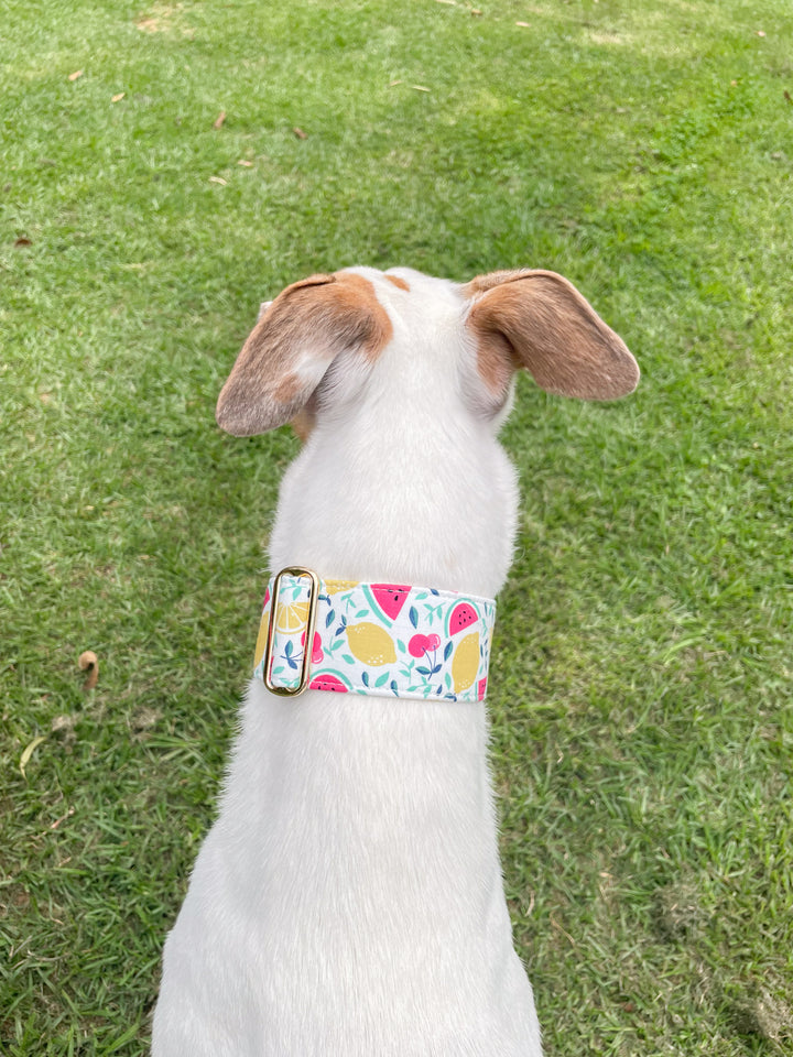 Dahound Creamy Fruit Salad Greyhound Collar Lifestyle Photo