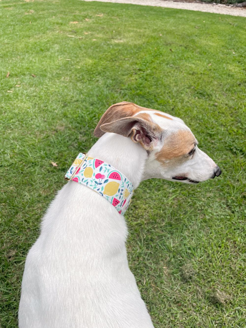 Dahound Creamy Fruit Salad Greyhound Collar Lifestyle Photo