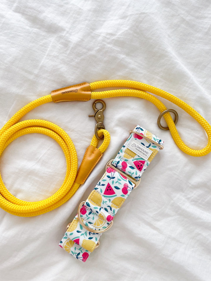 Dahound Creamy Fruit Salad Martingale Collar With Rope Leash Lifestyle Photo