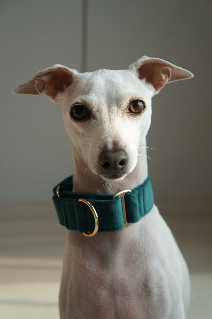 Wide Martingale Collar | Dark Forest Green (Plush Velvet)
