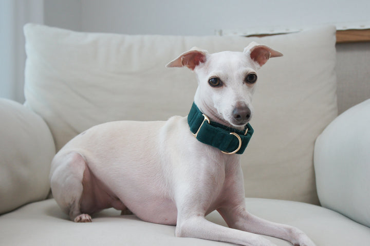 Wide Martingale Collar | Dark Forest Green (Plush Velvet)