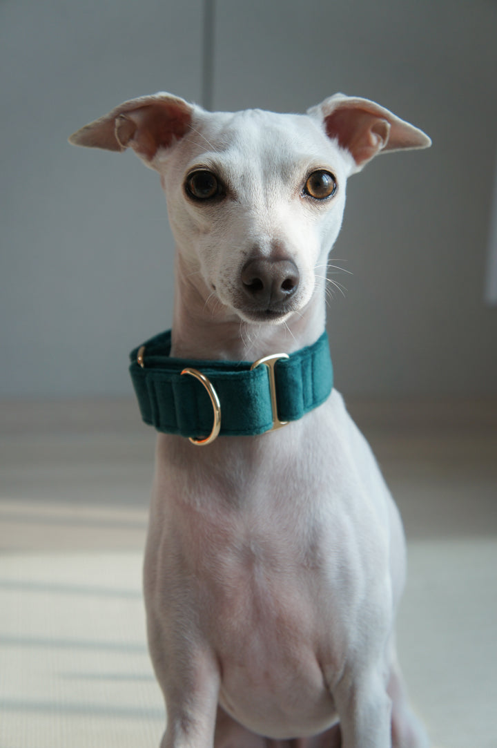 Wide Martingale Collar | Dark Forest Green (Plush Velvet)