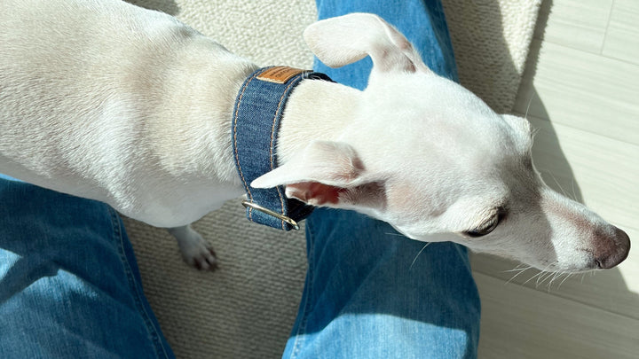 Wide Martingale Collar | Dark Indigo (Classic Denim)