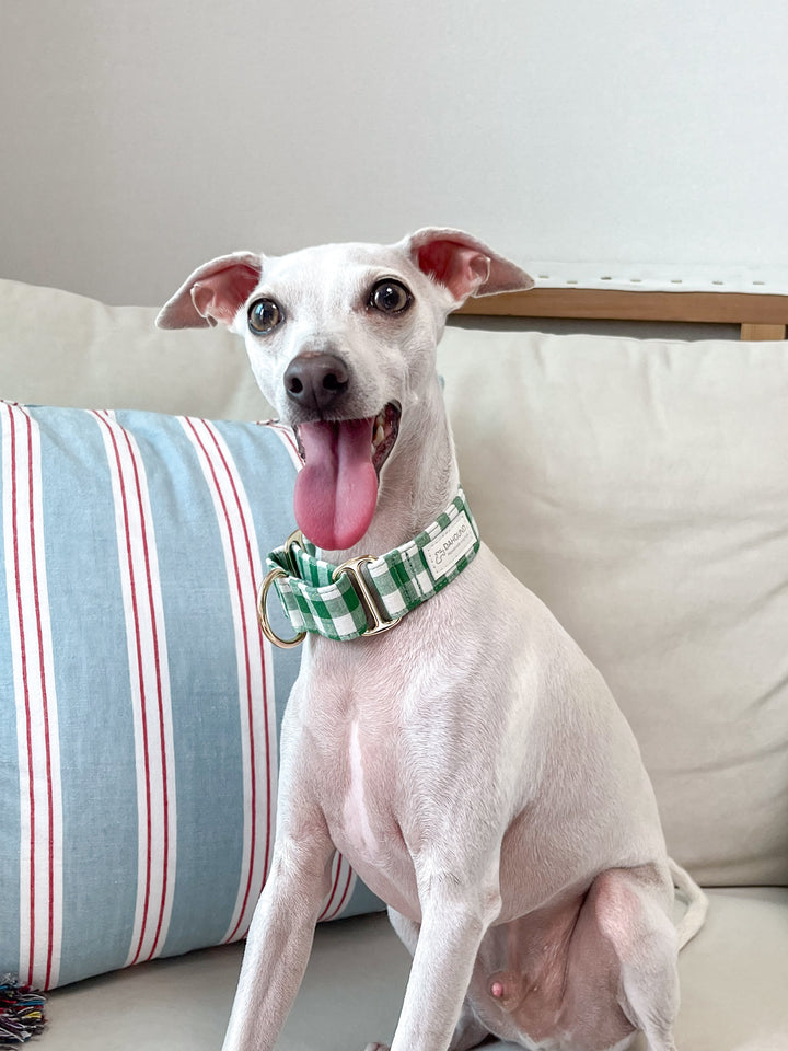 Green Gingham Plaid Martingale Collar Italian Greyhound Headshot