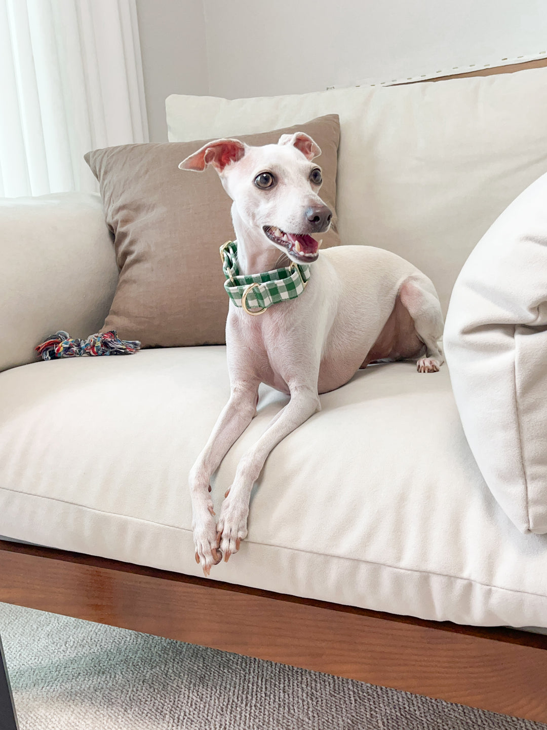 Green Gingham Plaid Martingale Collar Lifestyle Photo