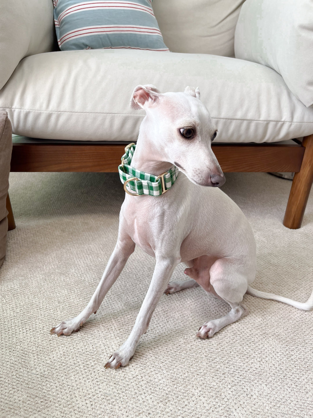 Green Gingham Plaid Martingale Collar Lifestyle