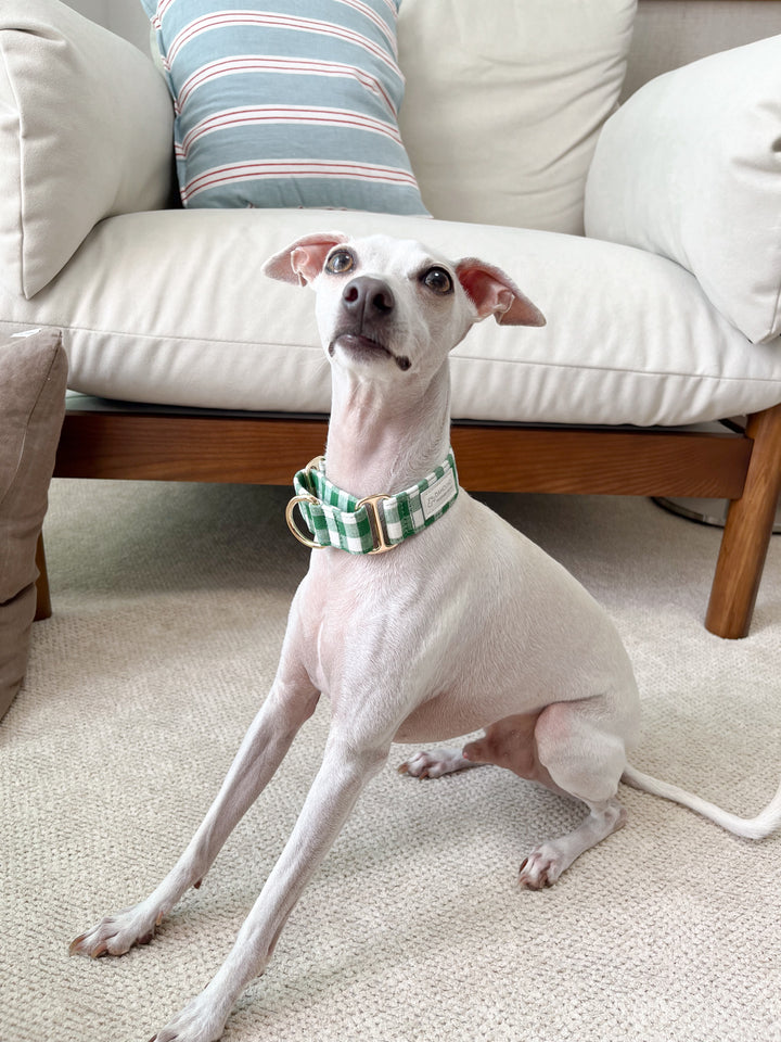 Italian Greyhound wearing Green Gingham Plaid Martingale Collar