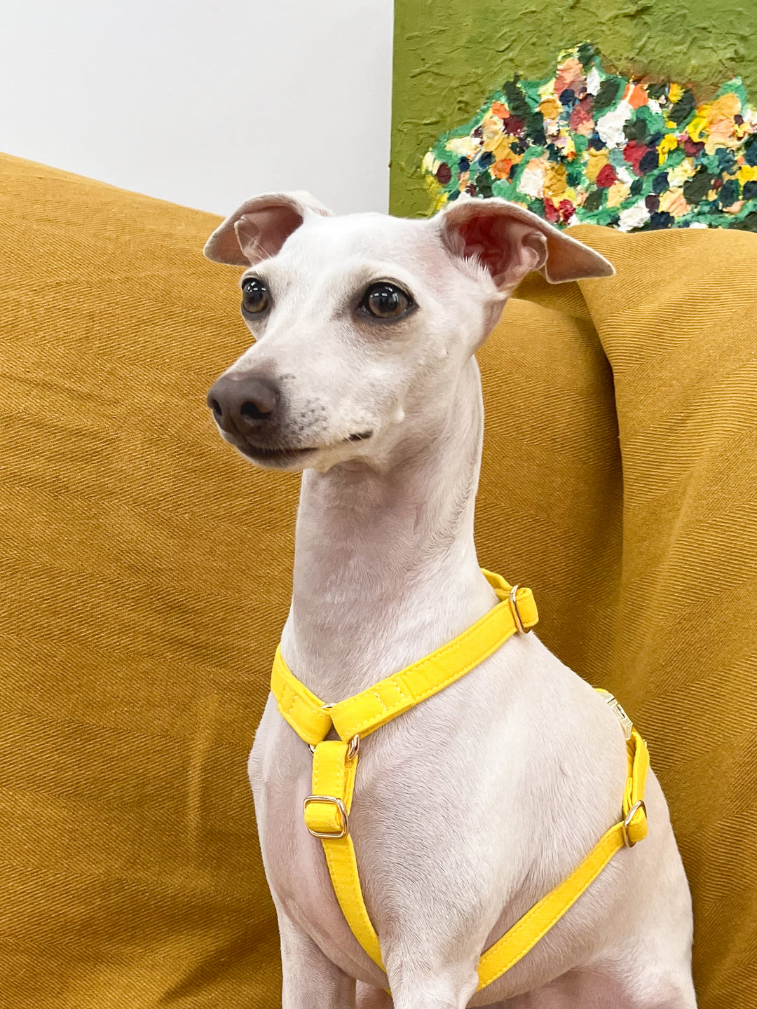 Signature Harness & Rope Lead Set | Candy Yellow
