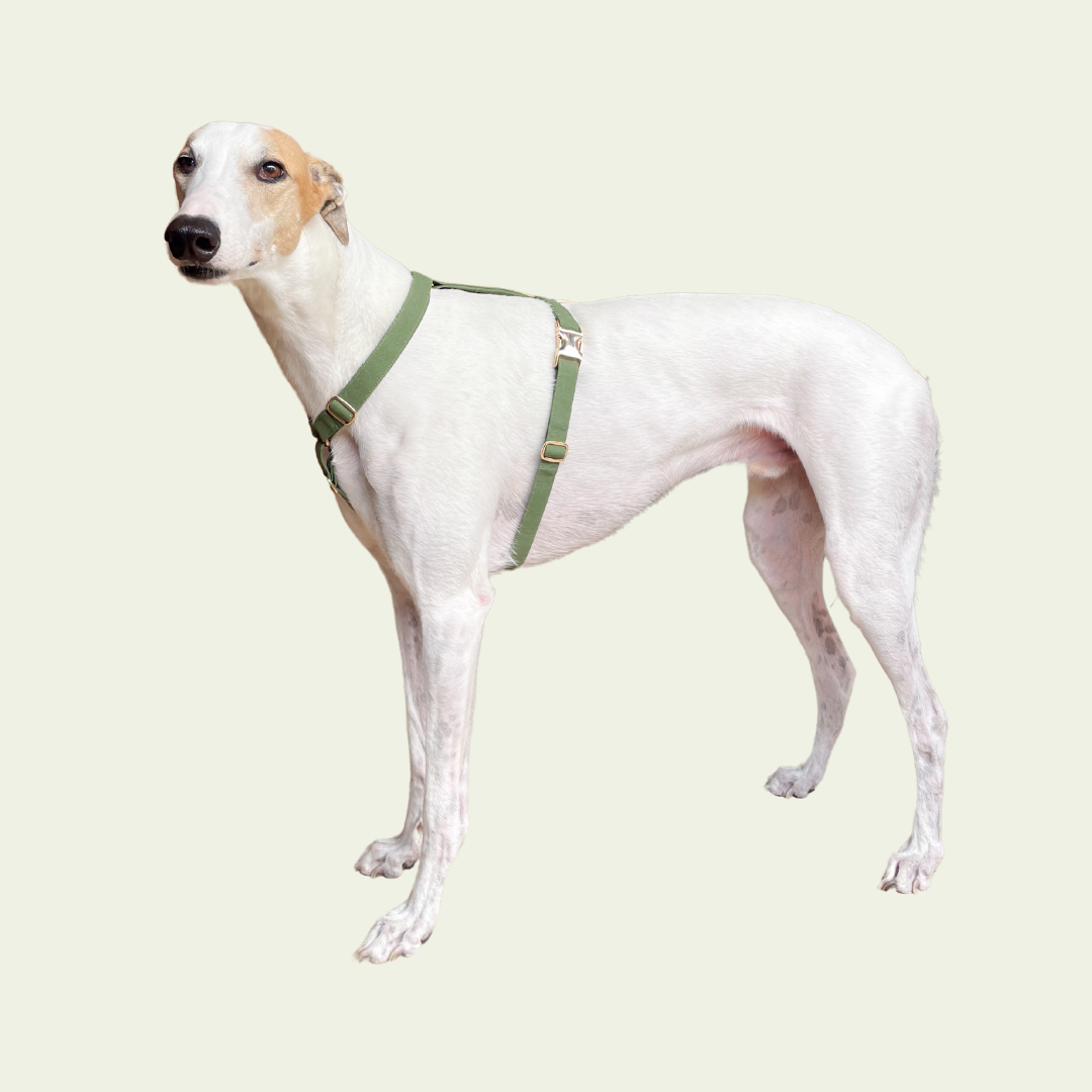 Signature Strap Style Dog H Harness | Olive Green