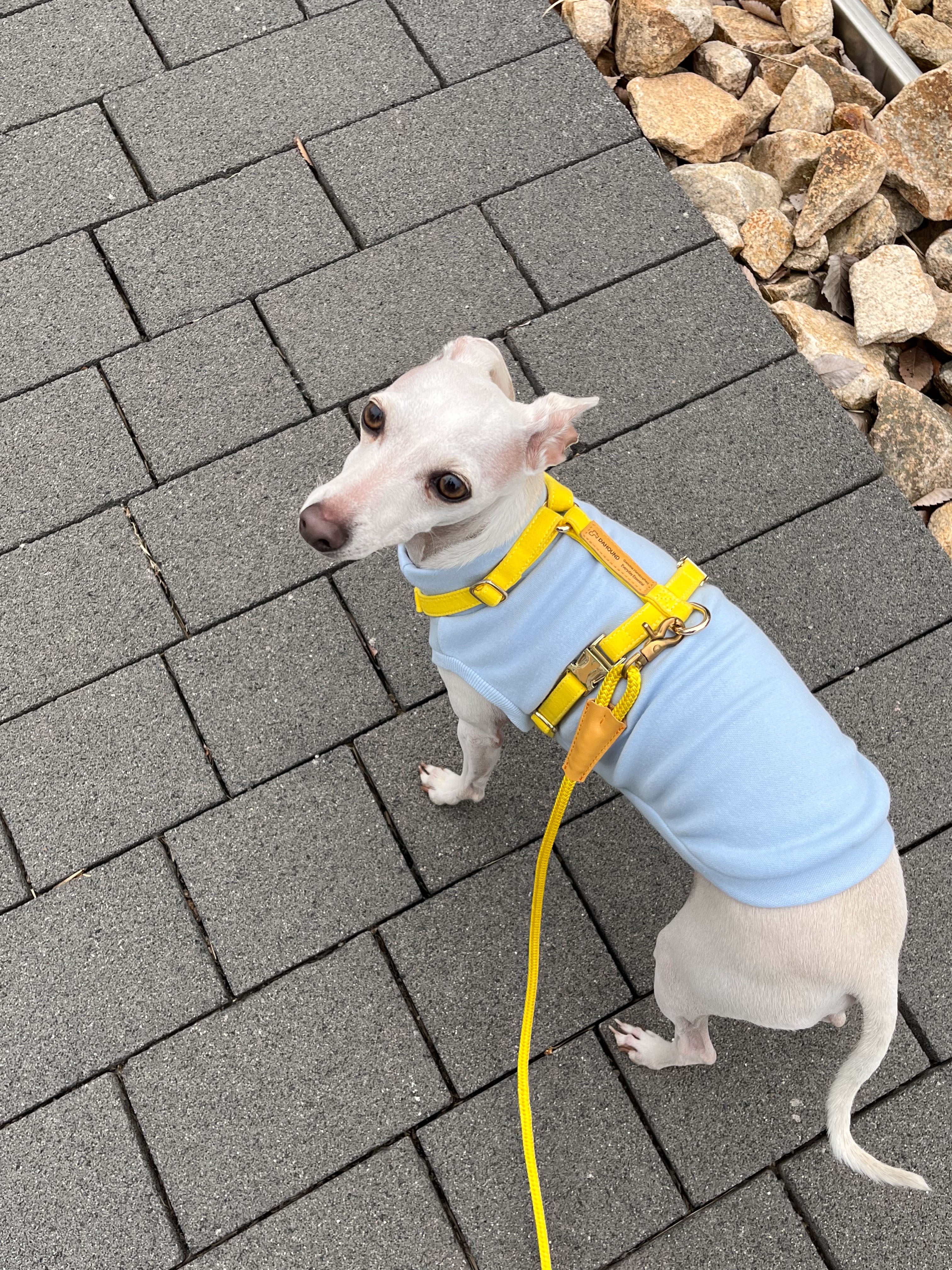 Signature Strap Style Dog H Harness Candy Yellow Dahound